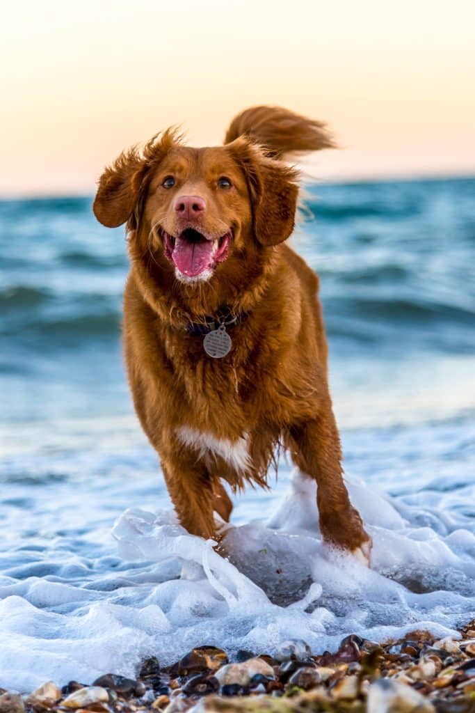 Ein hellbrauner Hund rennt glücklich, mit herausgestreckter Zunge, durchs Wasser - wahrscheinlich das Meer oder ein See.